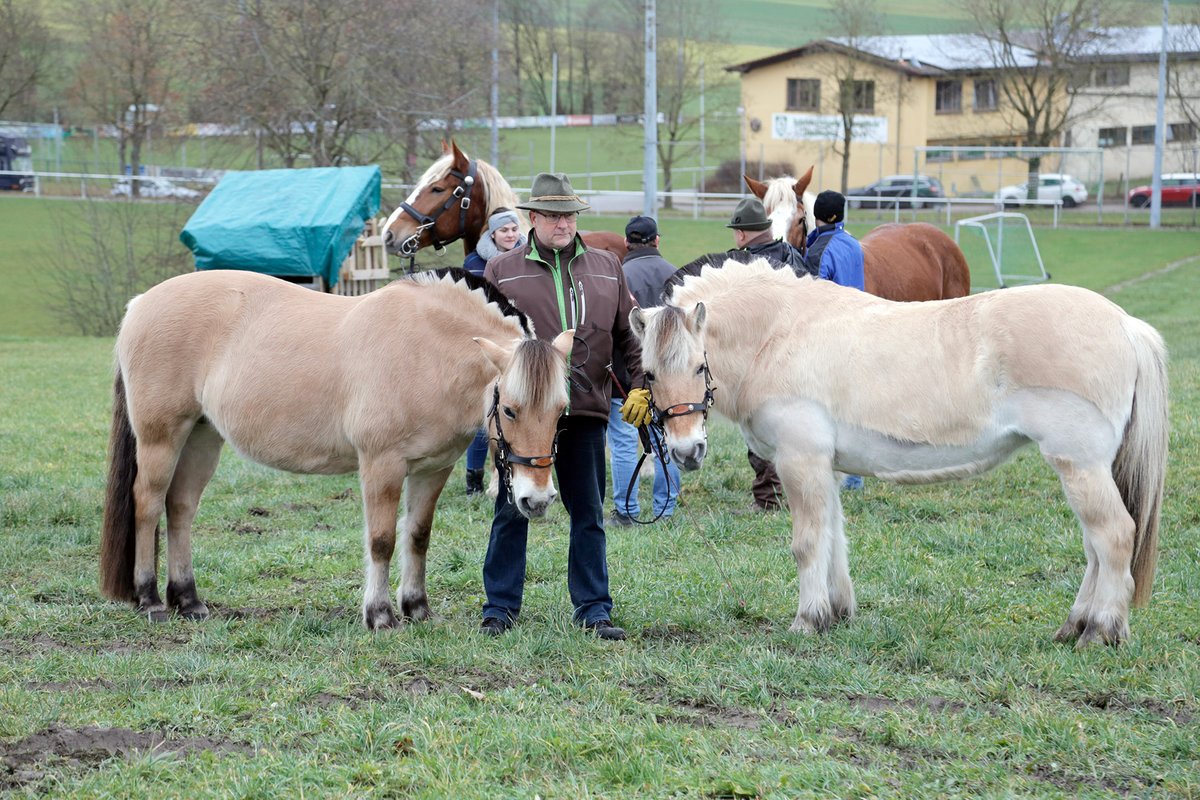 Pferdeprämierung beim Viehmarkt